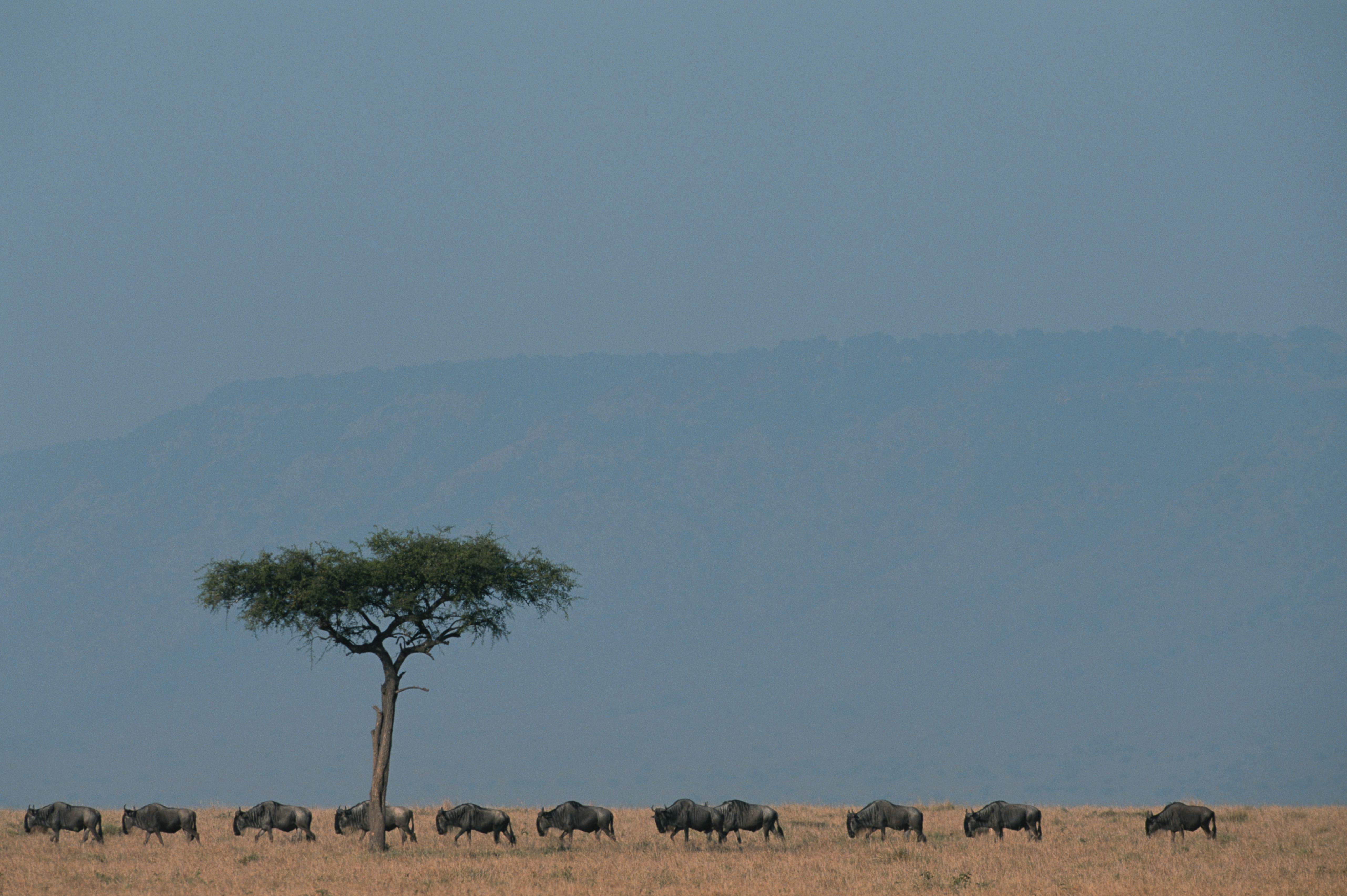 Kenya Travel Blog Background