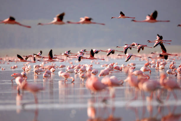 Lake Nakuru
